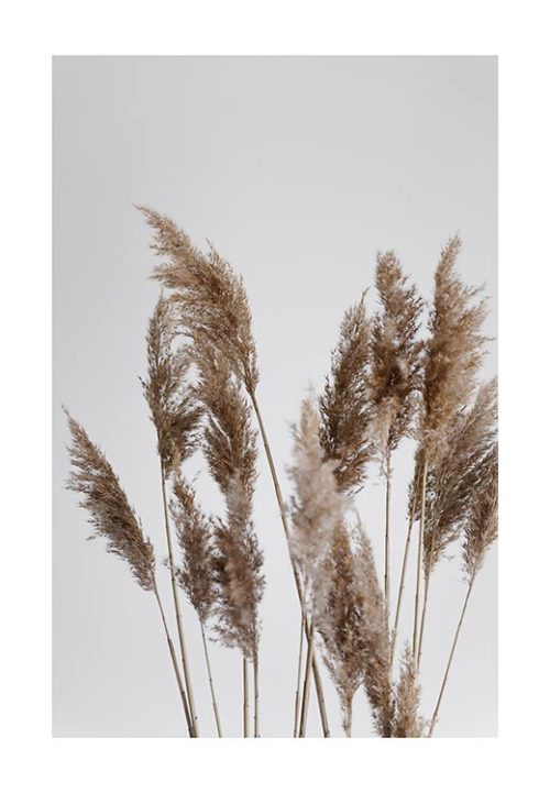 Pampas Reed in the WIND - Studio Nahili Pampas Reed in the WIND - Studio Nahili
