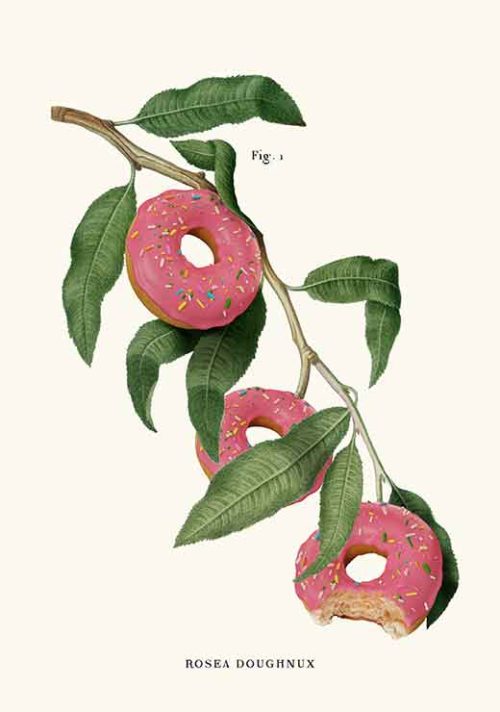 Donut Plant - Jonas Loose Donut Plant - Jonas Loose
