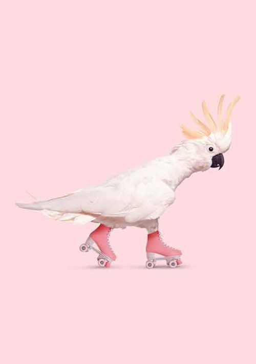 Rollerskating Cockatoo - Jonas Loose Rollerskating Cockatoo - Jonas Loose