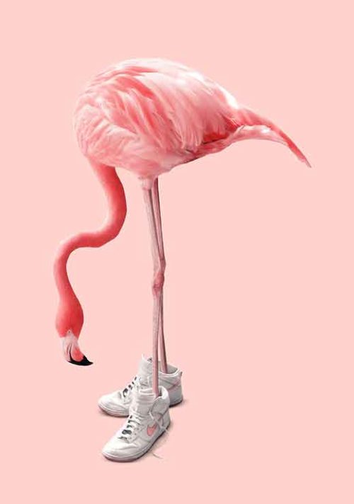 Sneaker Flamingo - Jonas Loose Sneaker Flamingo - Jonas Loose
