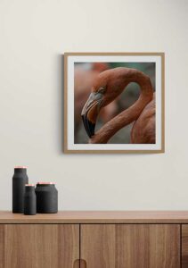 Flamingo of Curacao - Rune Lade Flamingo of Curacao - Rune Lade