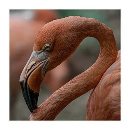 Flamingo of Curacao - Rune Lade Flamingo of Curacao - Rune Lade
