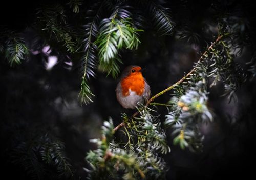 Winter Bird Winter Bird