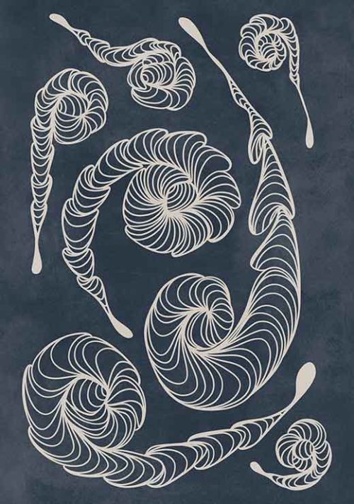 Fossil Spiral Fossil Spiral
