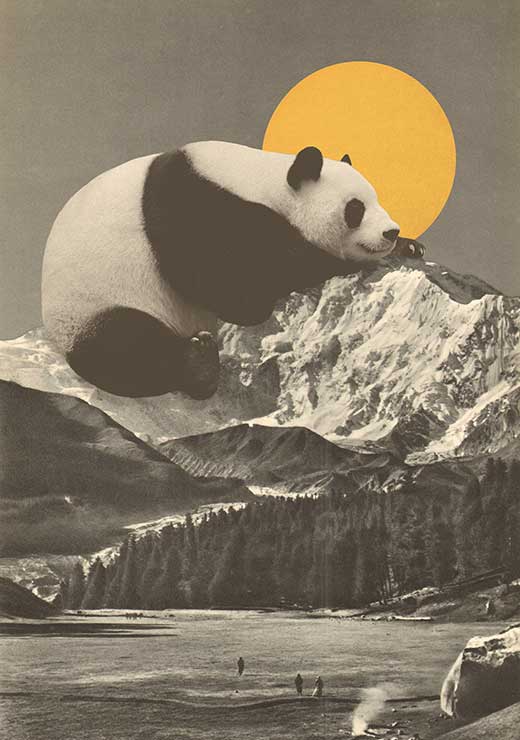 Giant Panda Nap - Florent Bodart Giant Panda Nap - Florent Bodart