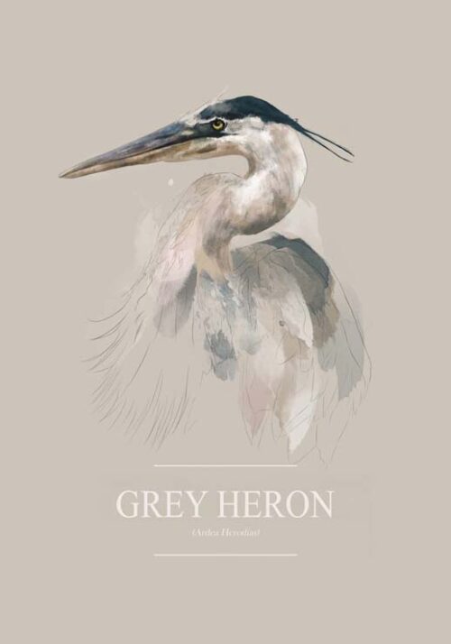 Grey Heron - Gabriella Roberg Grey Heron - Gabriella Roberg