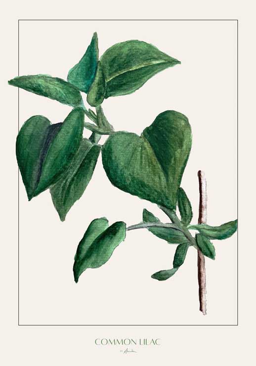 Commonlilac - Annika John Commonlilac - Annika John