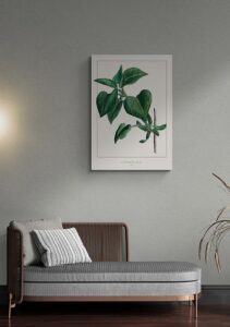Commonlilac - Annika John Commonlilac - Annika John