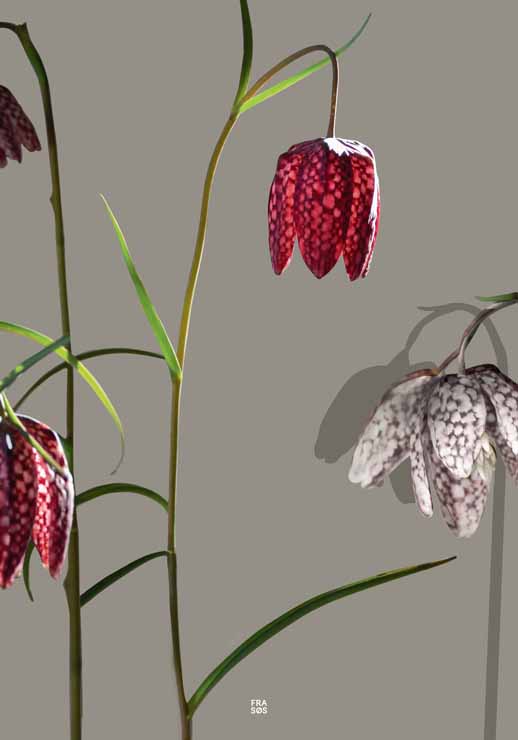 Fritillary - FRA SØS Fritillary - FRA SØS