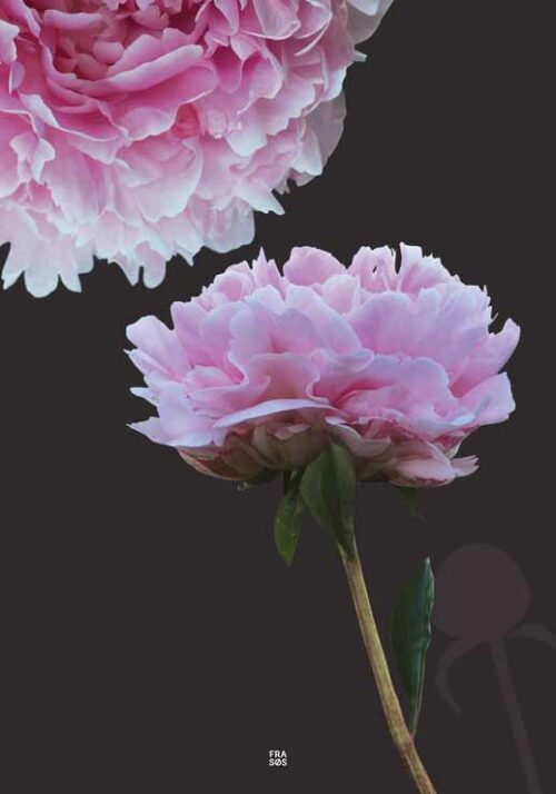 Peony - FRA SØS Peony - FRA SØS
