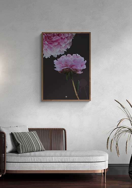 Peony - FRA SØS Peony - FRA SØS