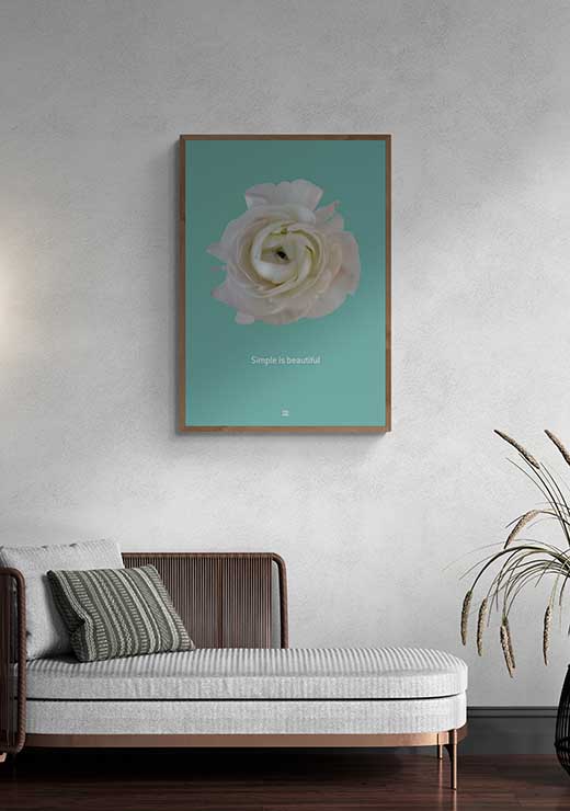 Ranunculus Simple Is Beautiful - FRA SØS Ranunculus Simple Is Beautiful - FRA SØS