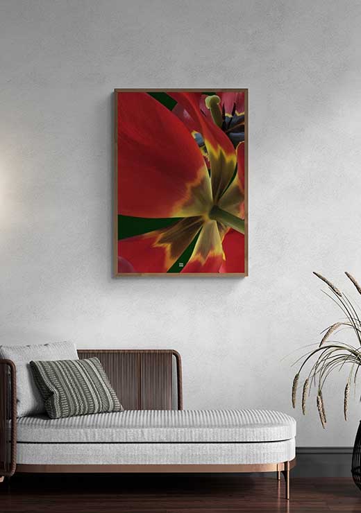 Red Tulip Unfold - FRA SØS Red Tulip Unfold - FRA SØS