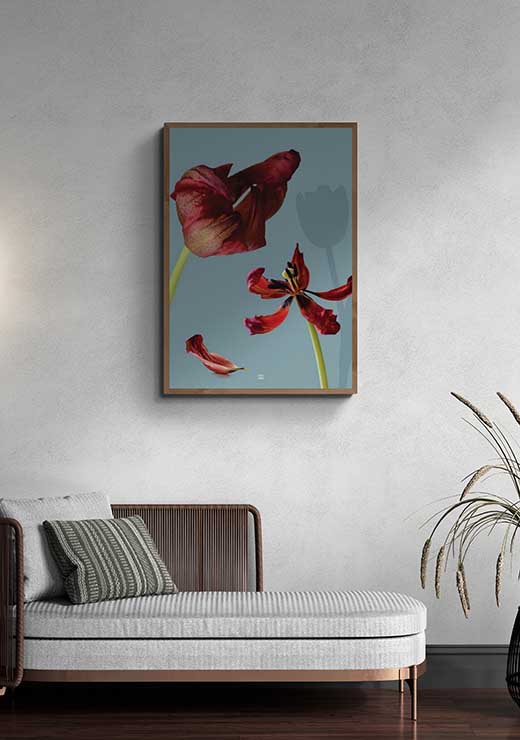 Red Tulip Wither - FRA SØS Red Tulip Wither - FRA SØS