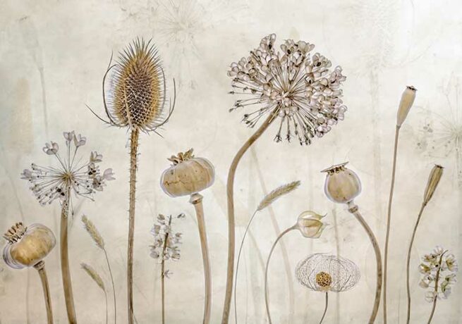 1211143-growing-old-mandy-disher-forweb.jpg