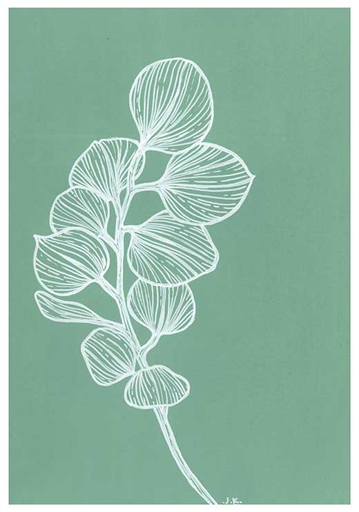 Silver Dollar Eucalyptus - Agave Designs Silver Dollar Eucalyptus - Agave Designs