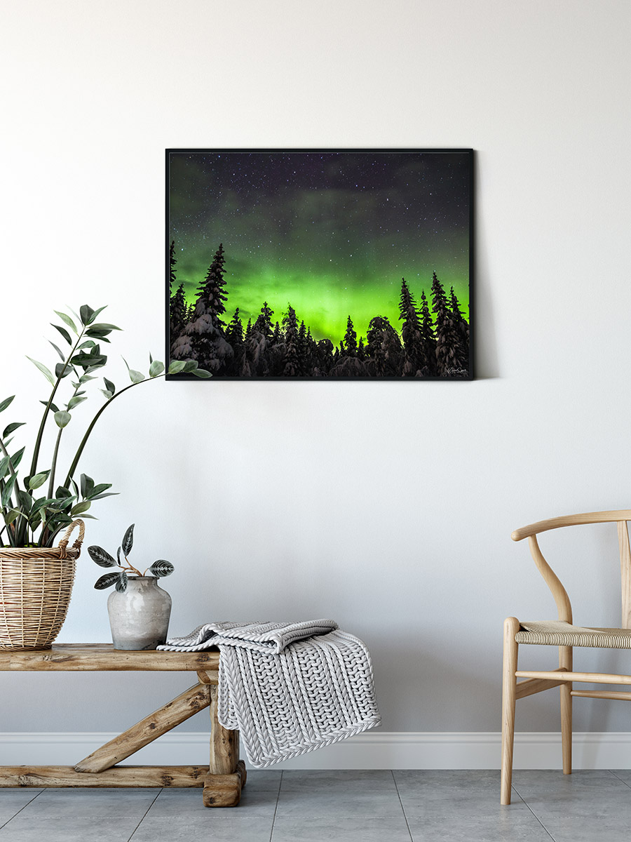 Aurora Forest - Øyvind Sjøvoll Aurora Forest - Øyvind Sjøvoll