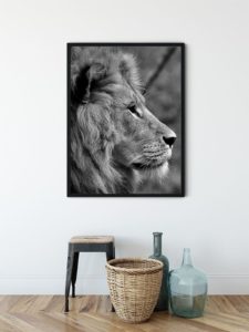 Lion from side