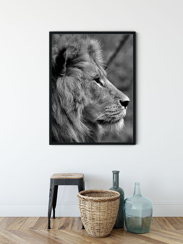 Lion from side Lion from side