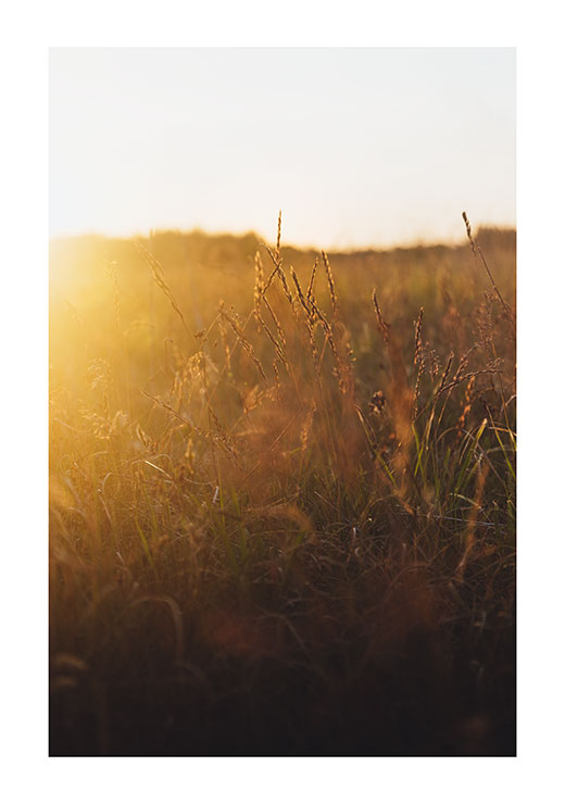 Sunset Meadow 2 - Gustav Mørch Sunset Meadow 2 - Gustav Mørch