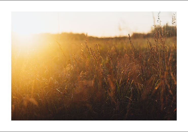 Sunset Meadow - Gustav Mørch Sunset Meadow - Gustav Mørch