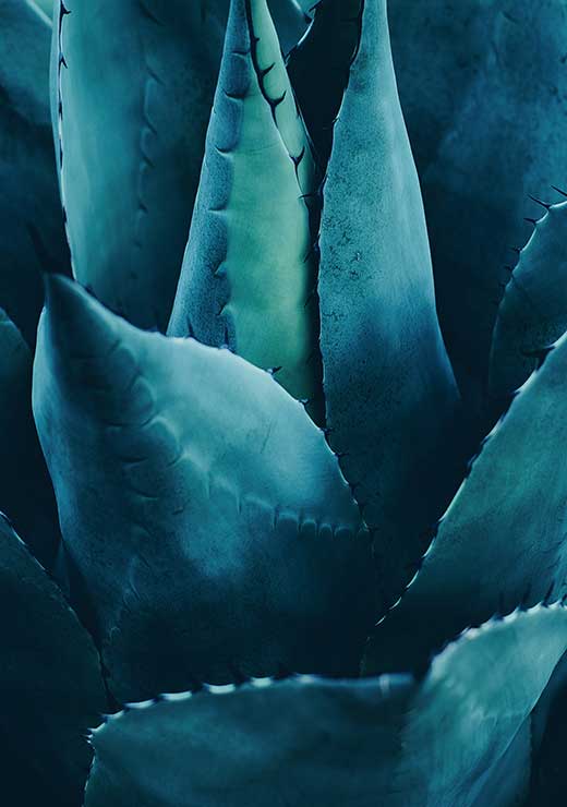 Cactus no. 4 - Kubistika Cactus no. 4 - Kubistika