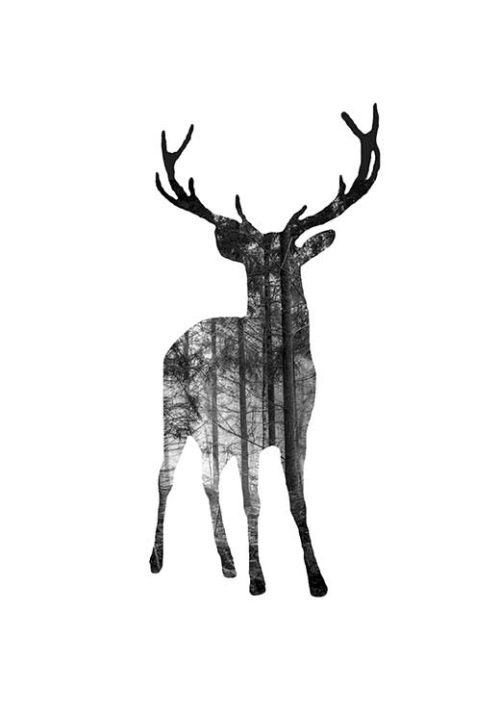 Deer in The Woods