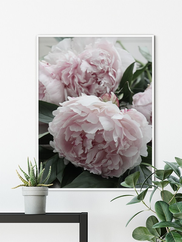 Pink Peonies Pink Peonies