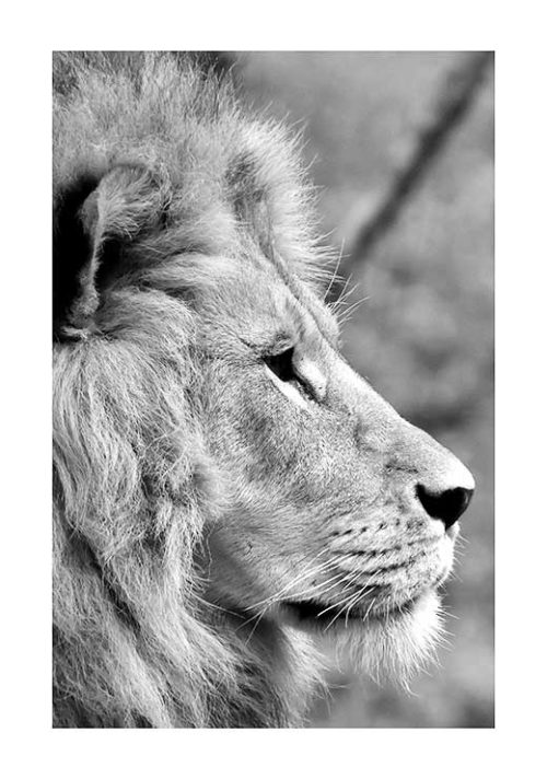 Lion from side