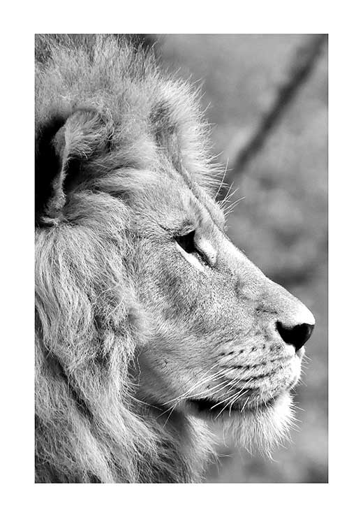 Lion from side Lion from side