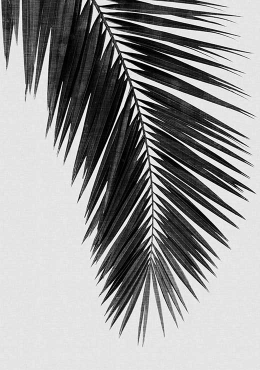 Palm Leaf Black and White - Orara Studio Palm Leaf Black and White - Orara Studio