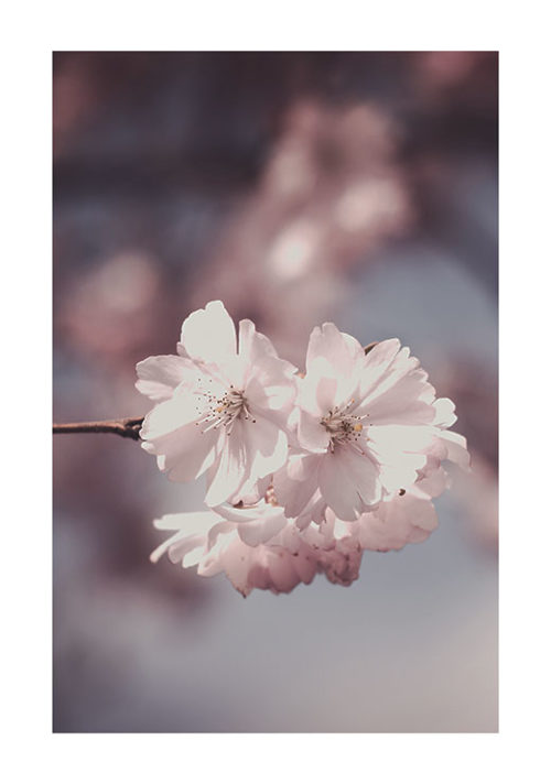 Pink Flowers Pink Flowers