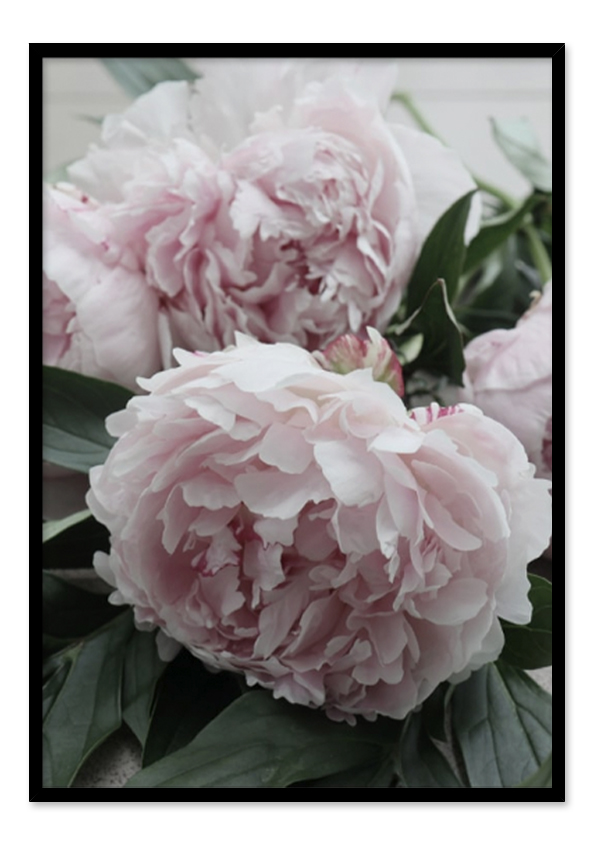 Pink Peonies Pink Peonies