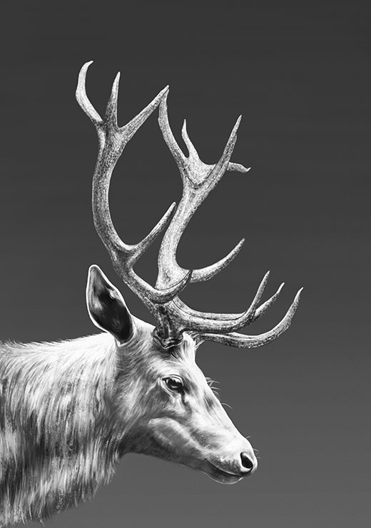 Deer - Gabriella Roberg Deer - Gabriella Roberg