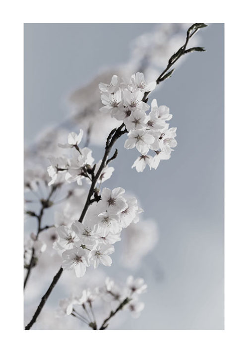 Spring Flowers Spring Flowers