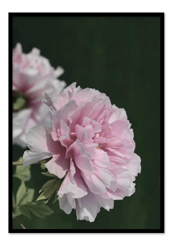 Two Peonies Two Peonies