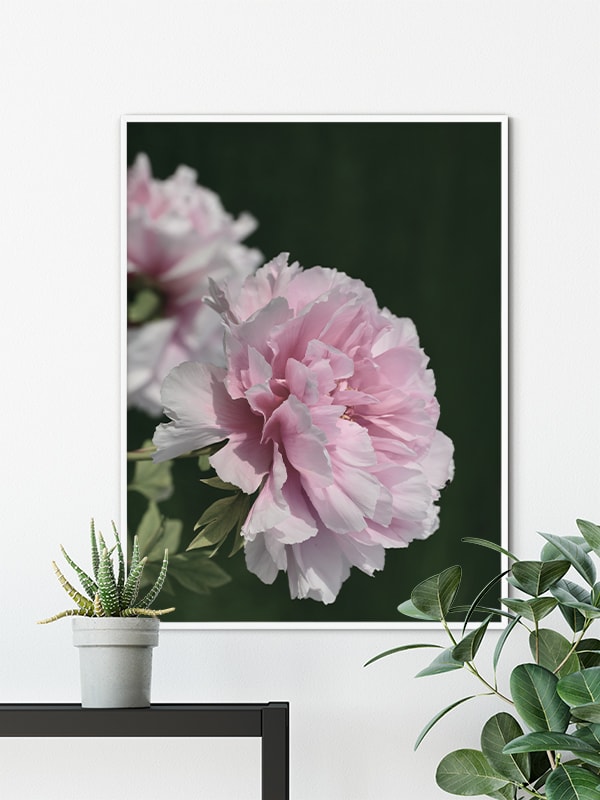Two Peonies Two Peonies