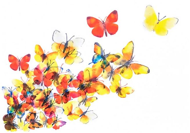 sommerfugler-fly-fly-.jpg