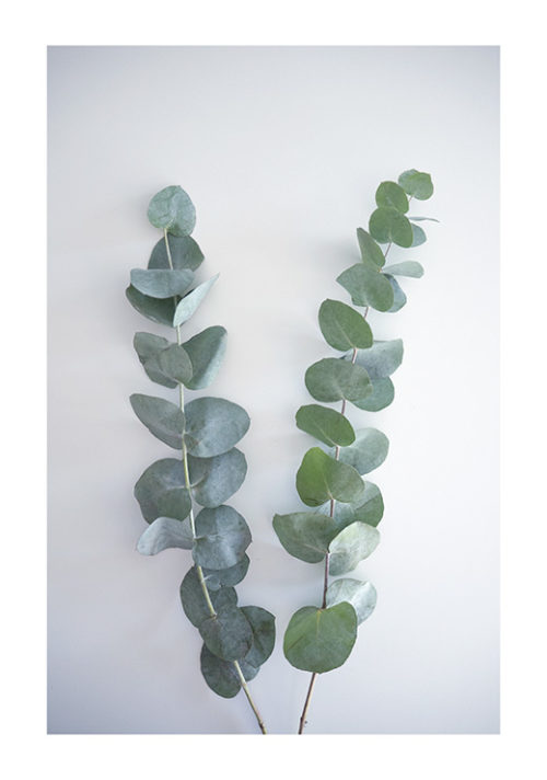 Eucalyptus Branch no. 1 Eucalyptus Branch no. 1
