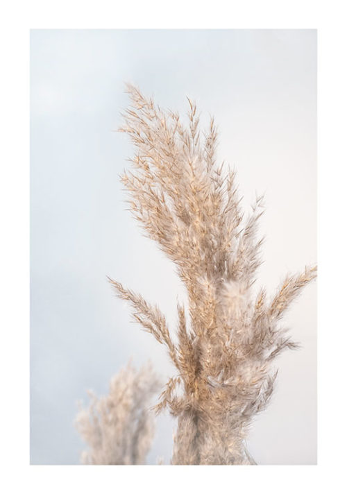 Golden Reed Golden Reed