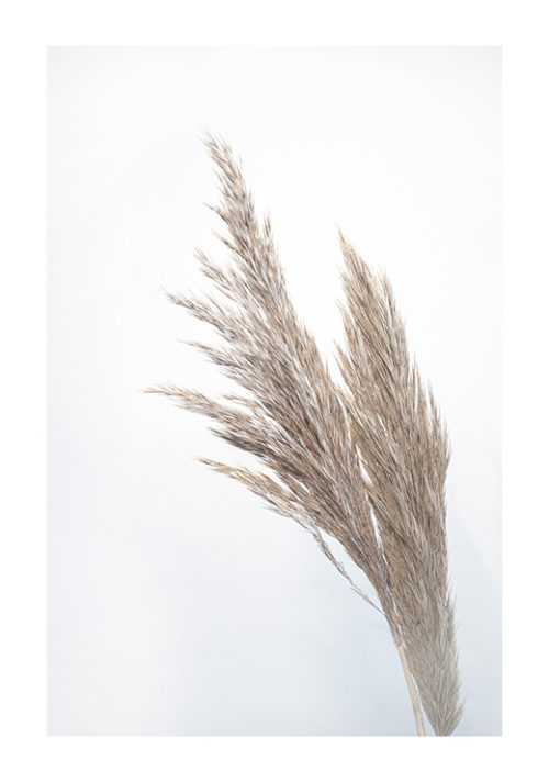 Grass Grass