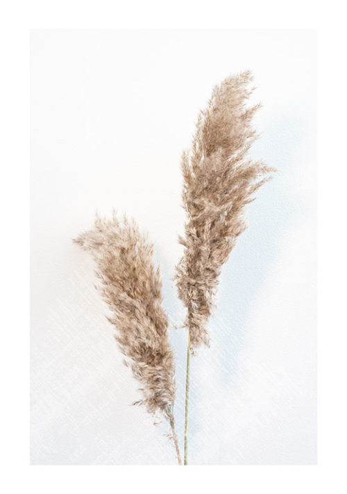 Pampas Twigs Pampas Twigs