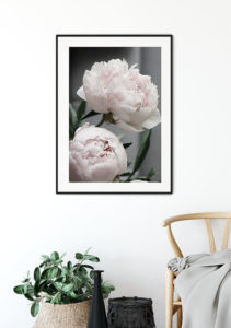Peonies