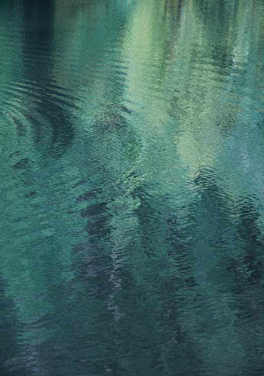 Forest In The Lake - Studio Nahili Forest In The Lake - Studio Nahili