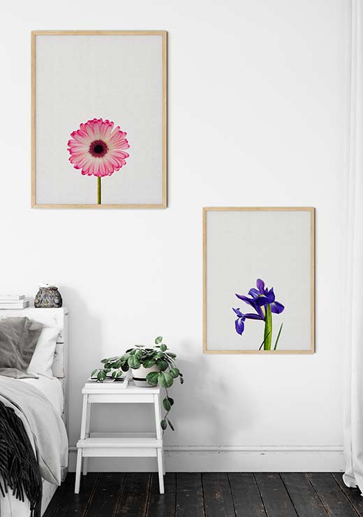 Iris Still Life - Orara Studio Iris Still Life - Orara Studio