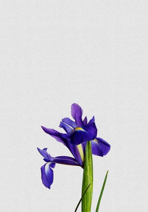Iris Still Life - Orara Studio Iris Still Life - Orara Studio