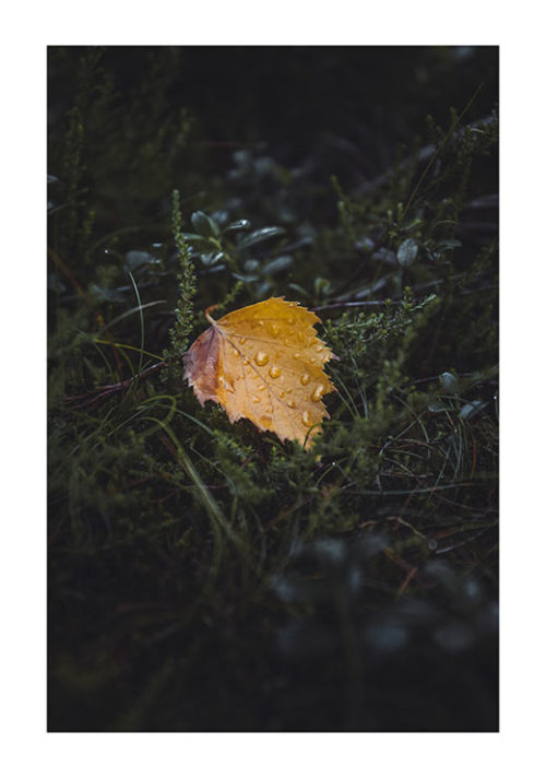 Small Beauty in The Forest - Gustav Mørch