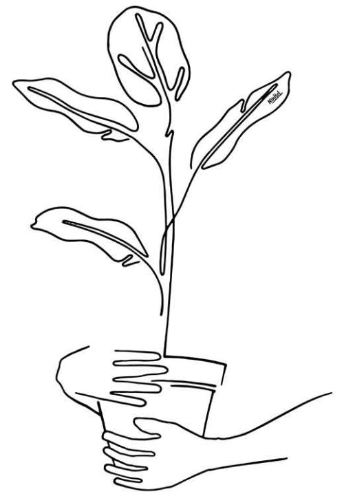 Mood plants - Ninhol Mood plants - Ninhol