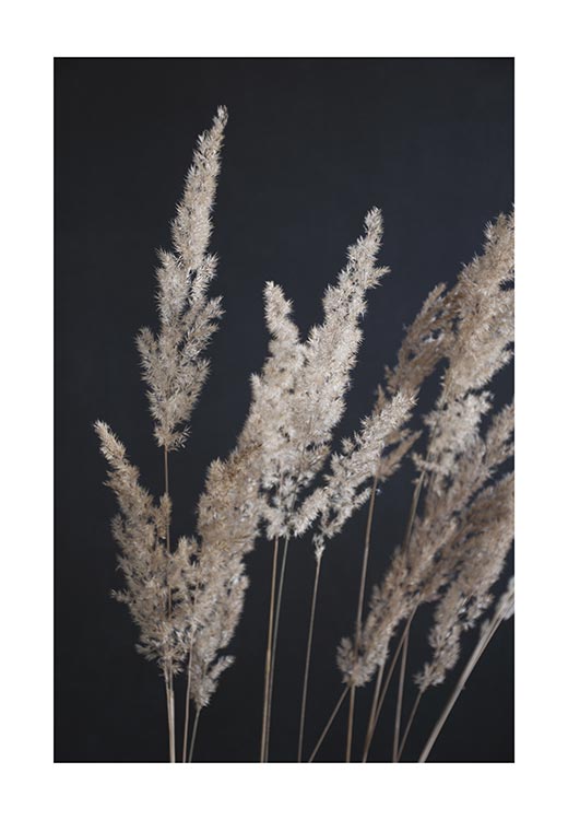 Perfect PAMPAS in the Dark - Studio Nahili Perfect PAMPAS in the Dark - Studio Nahili