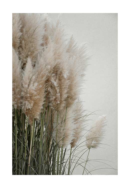 Pampas Grass Cloudy HEAVEN - Studio Nahili Pampas Grass Cloudy HEAVEN - Studio Nahili
